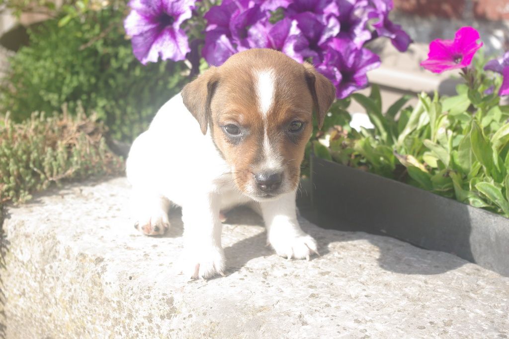 images/contenu/Chiots/jackrussel/003/8-jack_russel_2.jpg