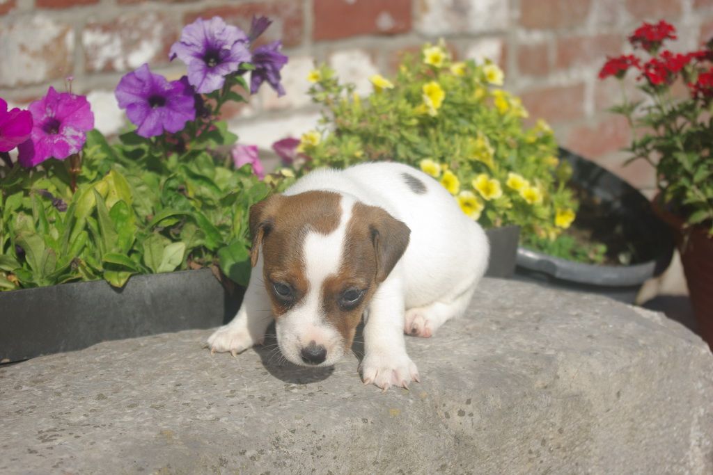 images/contenu/Chiots/jackrussel/002/8-jack_russel_16.jpg