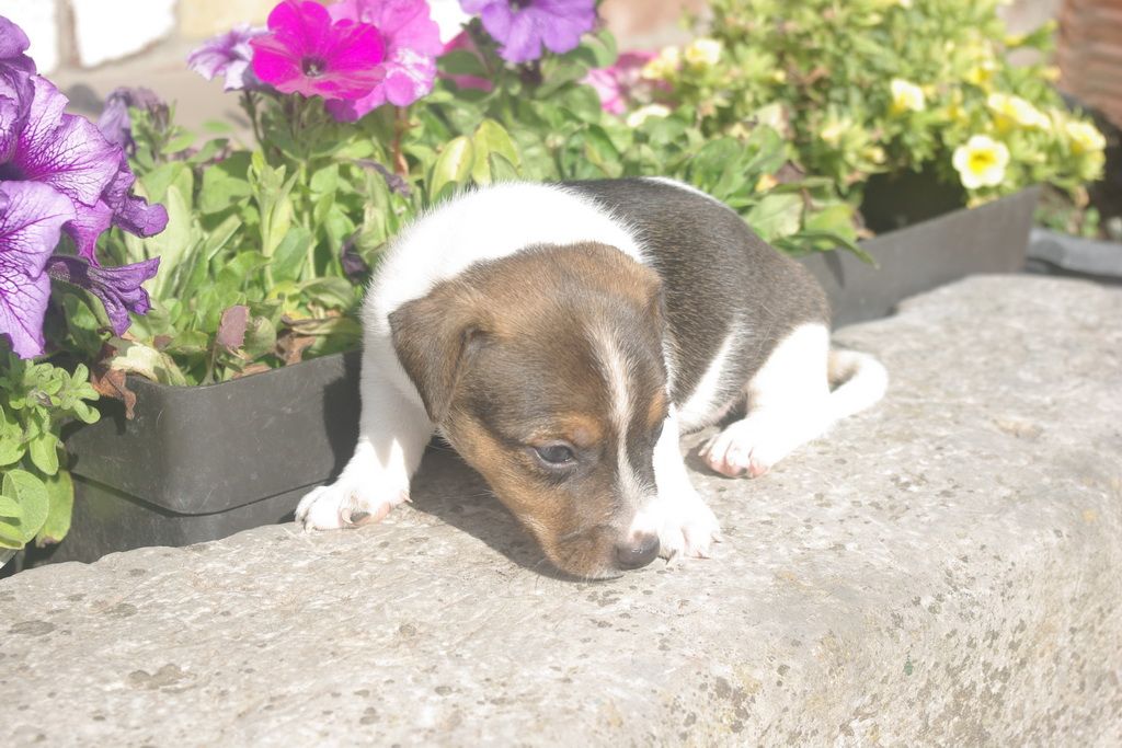 images/contenu/Chiots/jackrussel/005/8-jack_russel_5.jpg
