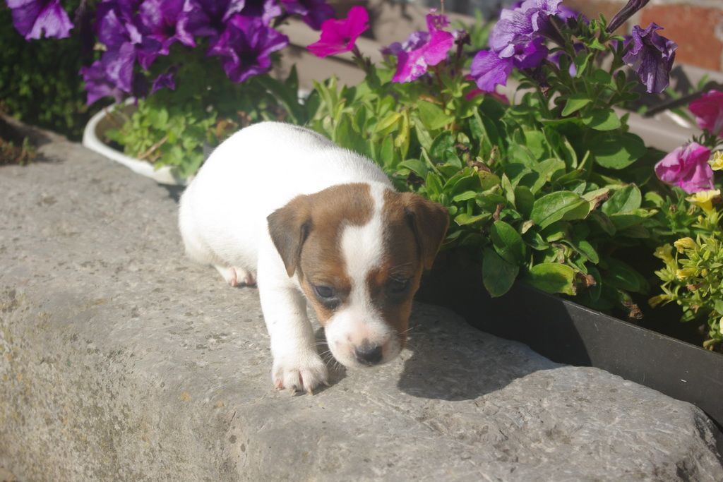 images/contenu/Chiots/jackrussel/002/8-jack_russel_11.jpg