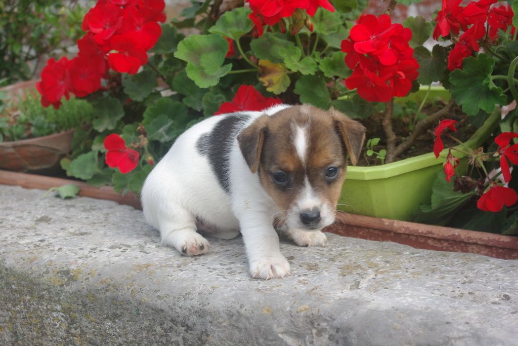 images/contenu/Chiots/jackrussel/003/IMGP3766.jpg