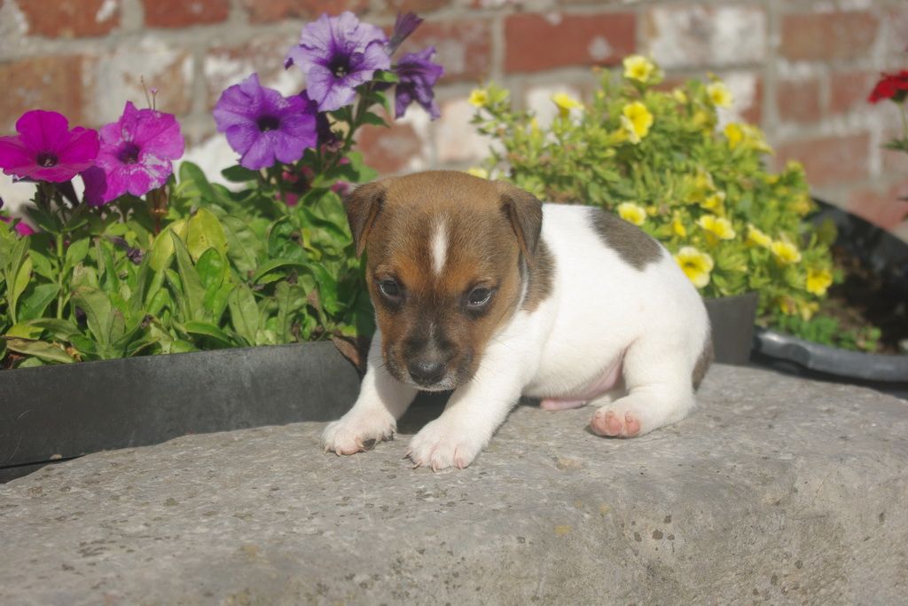 images/contenu/Chiots/jackrussel/004/8-jack_russel_5.jpg