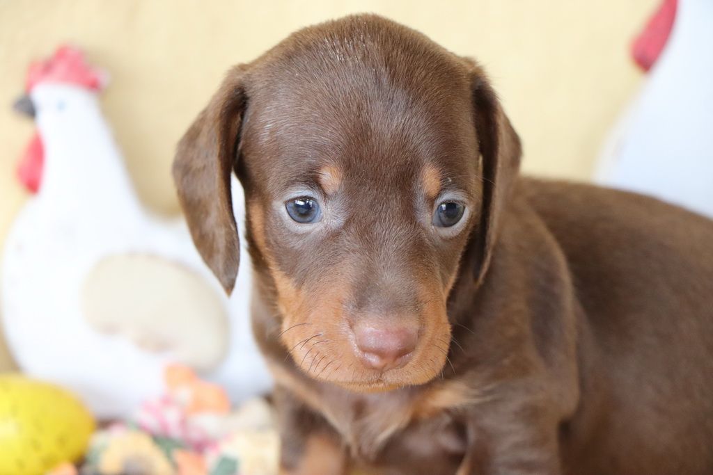 Les Chiens de la Bistade - teckel à poils ras  002