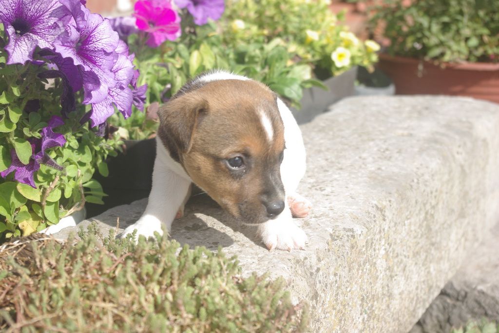 images/contenu/Chiots/jackrussel/004/8-jack_russel_8.jpg