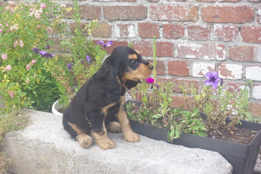images/contenu/Chiots/Cocker/002/7-cocker_anglais_5.jpg