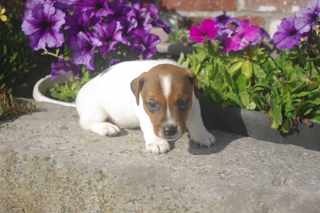 images/contenu/Chiots/jackrussel/003/8-jack_russel_8.jpg