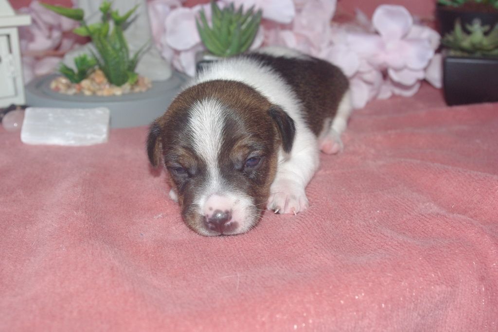 images/contenu/Chiots/jackrussel/005/9-jack_russel_10.jpg