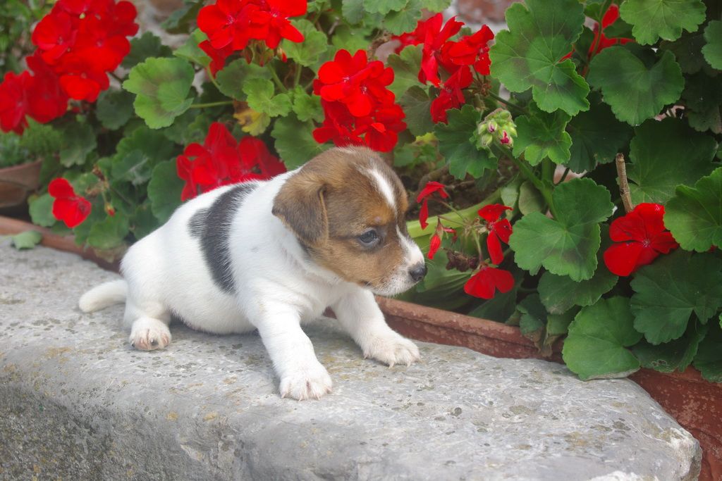 images/contenu/Chiots/jackrussel/003/IMGP3775.jpg