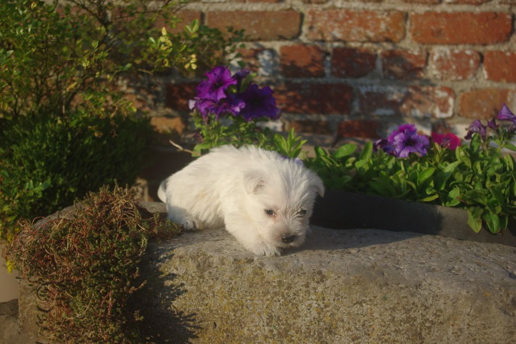 images/contenu/Chiots/westie/007/8-westie_4.jpg