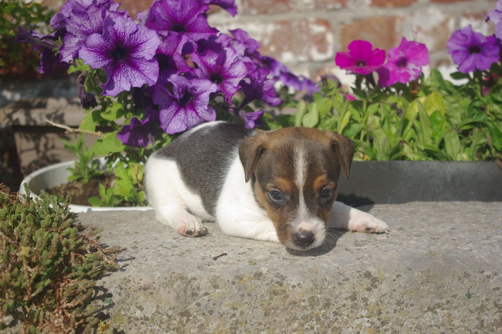 images/contenu/Chiots/jackrussel/005/8-jack_russel_16.jpg