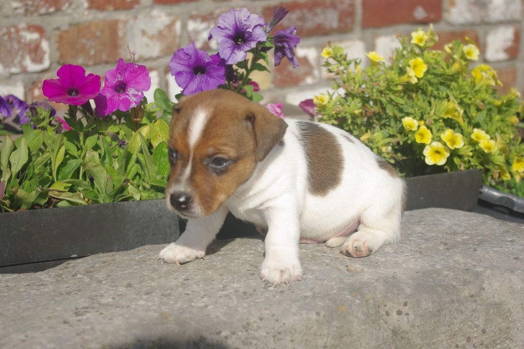 images/contenu/Chiots/jackrussel/003/8-jack_russel_3.jpg