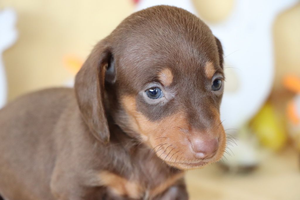 Les Chiens de la Bistade - teckel à poils ras 001