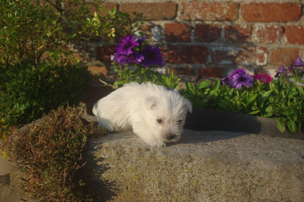 images/contenu/Chiots/westie/007/8-westie_5.jpg