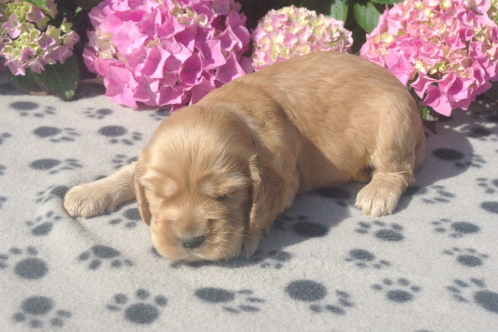 images/contenu/Chiots/Cocker/001/IMGP3657.jpg