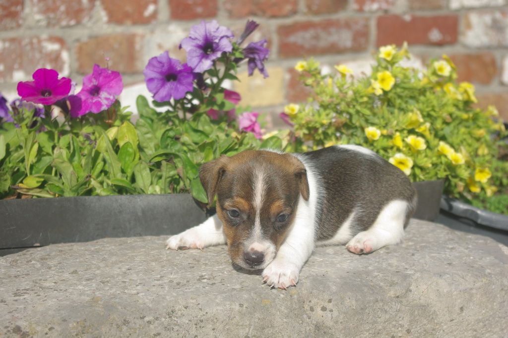 images/contenu/Chiots/jackrussel/005/8-jack_russel_10.jpg
