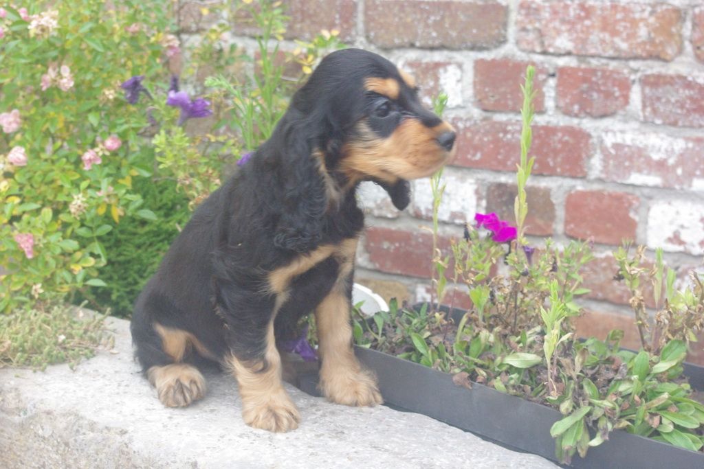 images/contenu/Chiots/Cocker/002/7-cocker_anglais_2.jpg