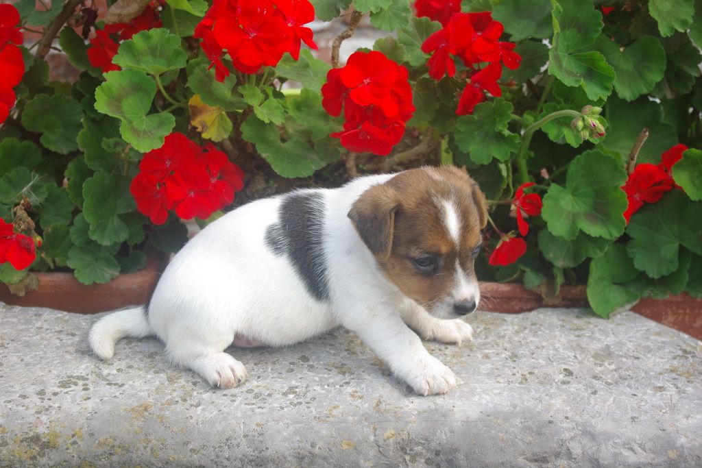 images/contenu/Chiots/jackrussel/003/IMGP3772.jpg