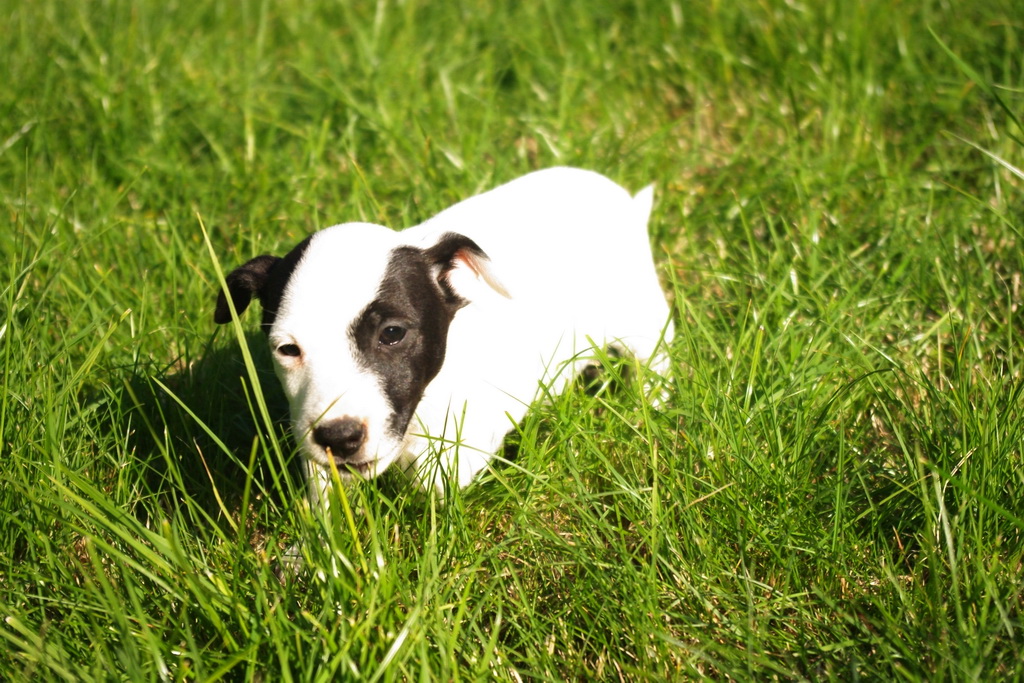 jack-russel-12 (1)