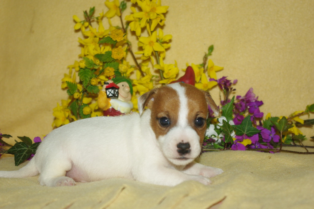 jack-russel-123 (1)