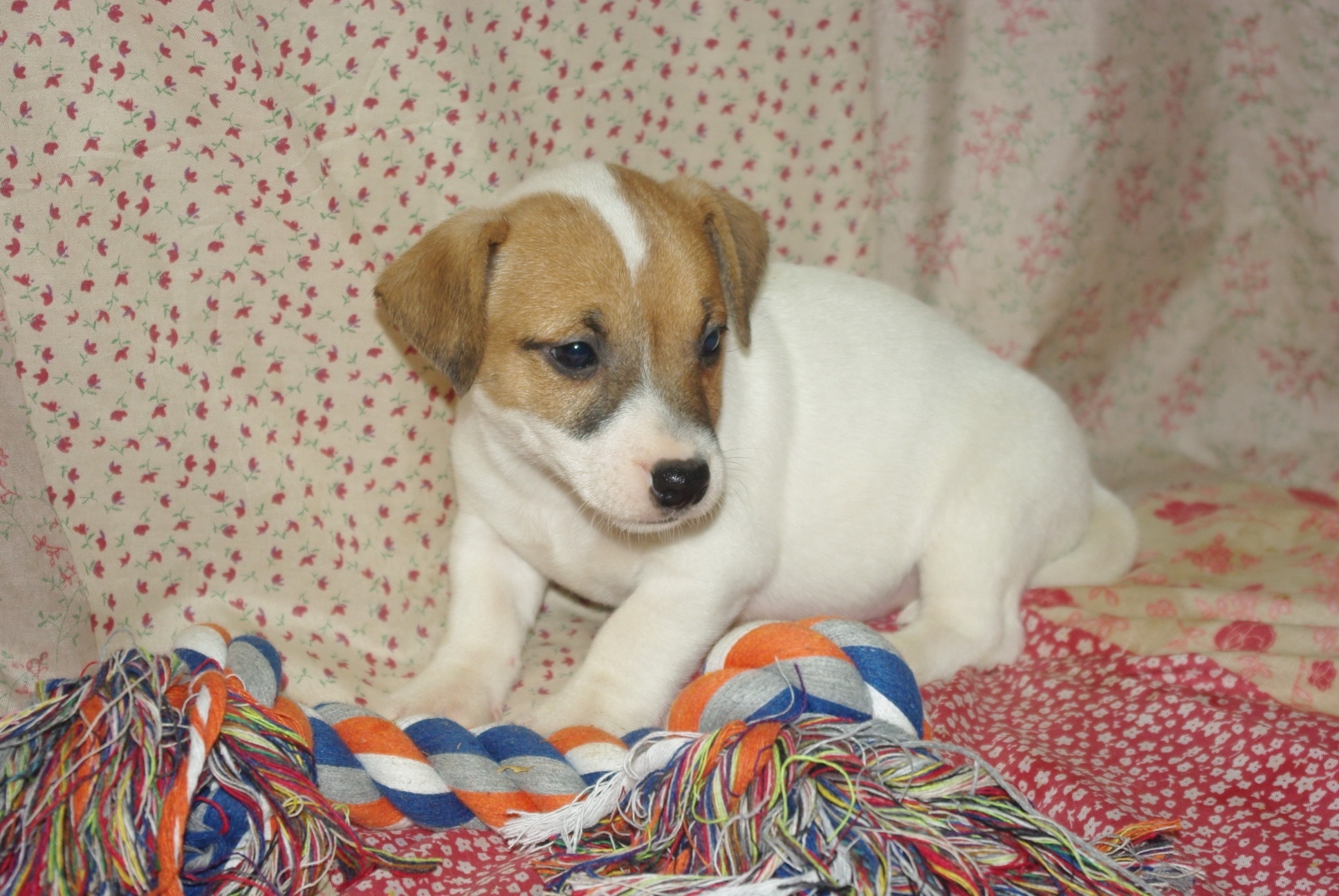 jack-russel-14 (1)