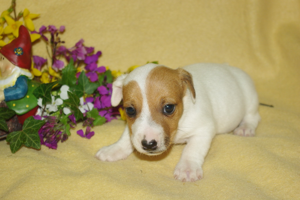 jack-russel-152 (1)