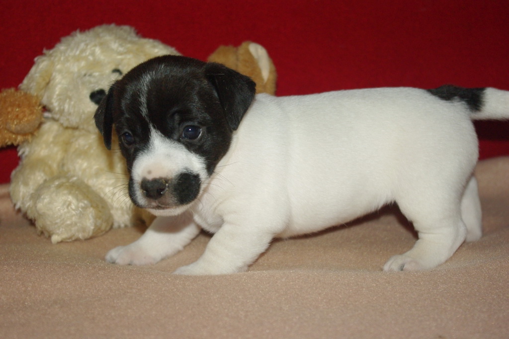 jack-russel-2 (1)