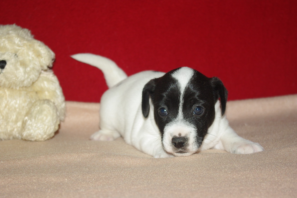 jack-russel-31 (1)