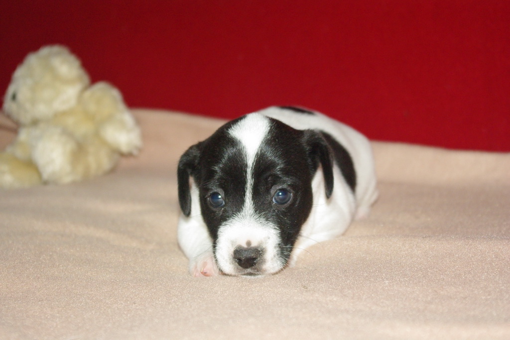 jack-russel-51 (1)