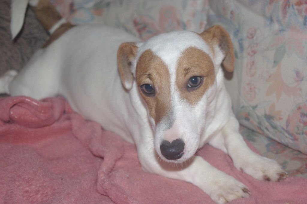 images/contenu/Chiots/jackrussel/005/5-jack_russel_15.jpg