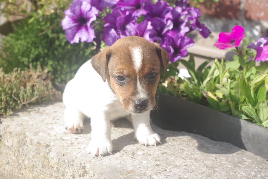 Les Chiens de la Bistade - jack russel 003