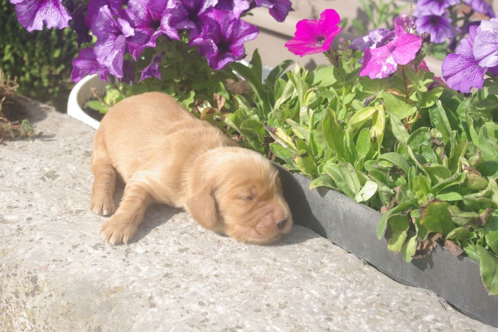 images/contenu/Chiots/Cocker/007/9-cocker_anglais_3.jpg