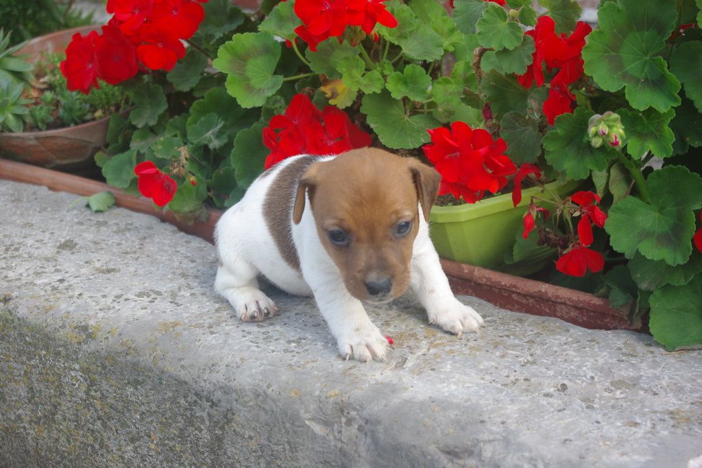 images/contenu/Chiots/jackrussel/004/9-jack_russel_11.jpg