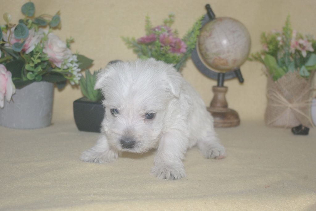 images/contenu/Chiots/westie/003/9-westie_8.jpg