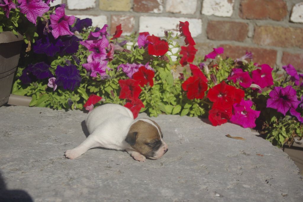 images/contenu/Chiots/jackrussel/005/9_jack_russel_7.jpg