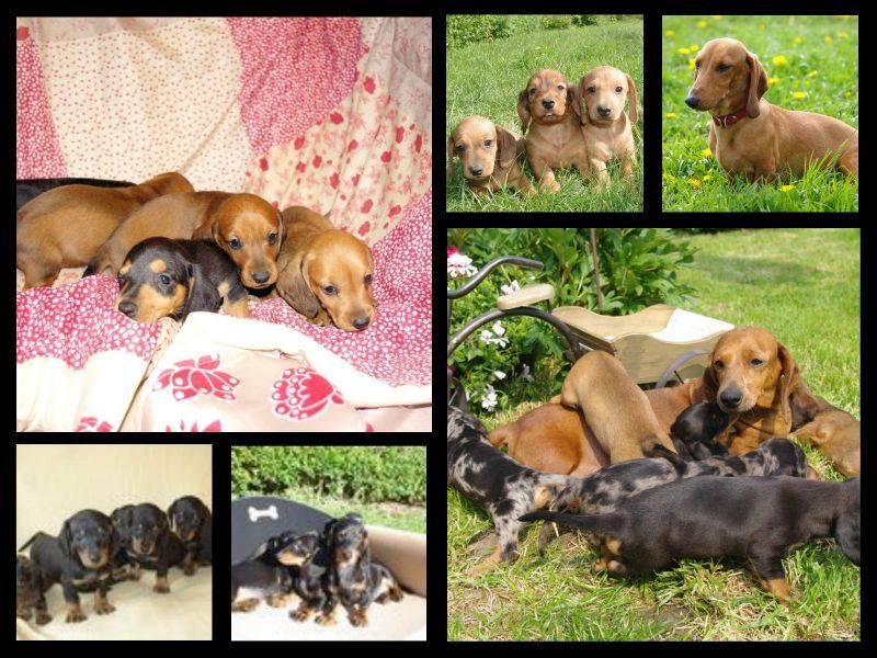 images/contenu/Chiots/teckel/pasdechiots/teckels_a_poils_ras_5.jpg