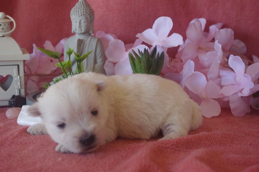 Les Chiens de la Bistade - westie 005