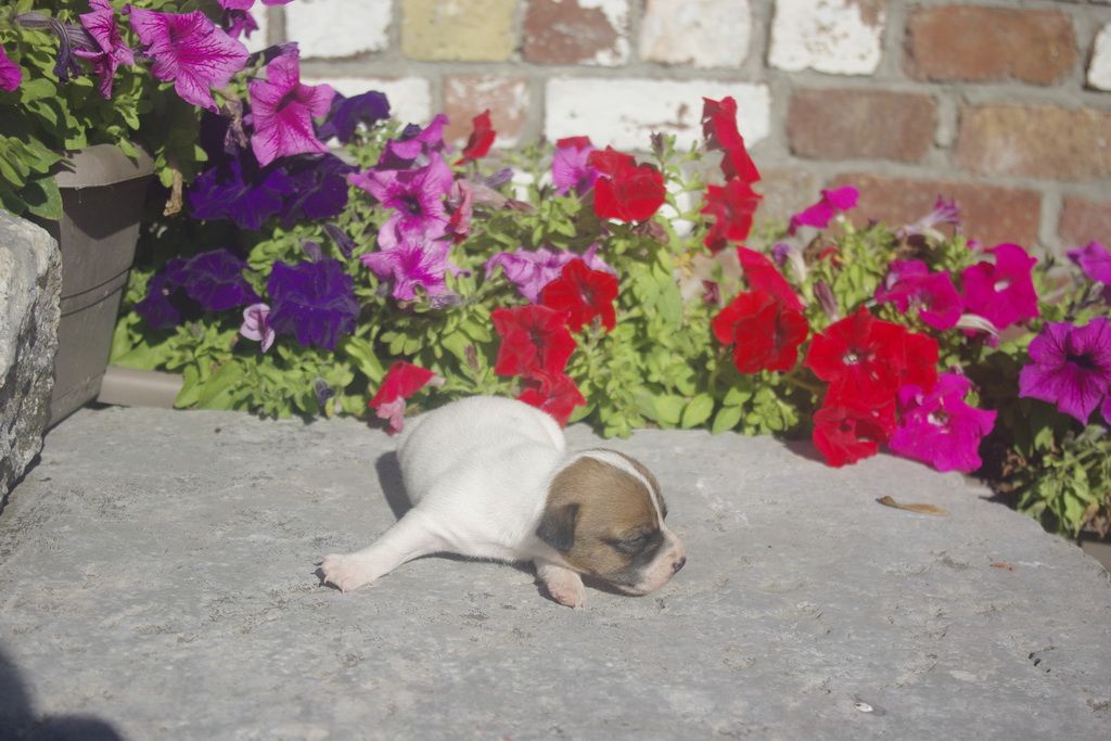 images/contenu/Chiots/jackrussel/005/9_jack_russel_6.jpg