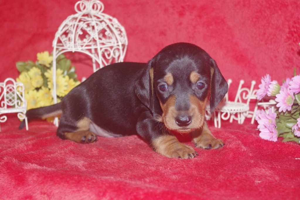 images/contenu/Chiots/teckel/004/teckel_001_3.jpg