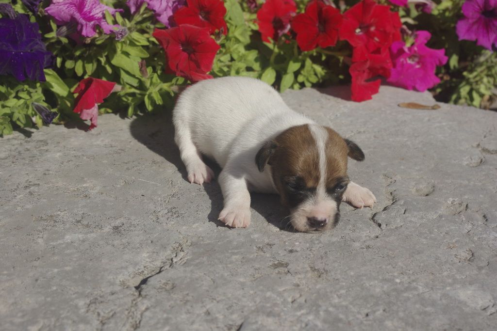 images/contenu/Chiots/jackrussel/005/9_jack_russel_4.jpg