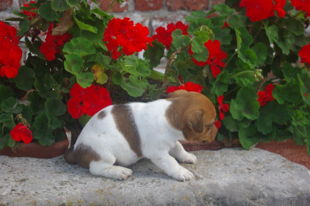 images/contenu/Chiots/jackrussel/004/9-jack_russel_6.jpg
