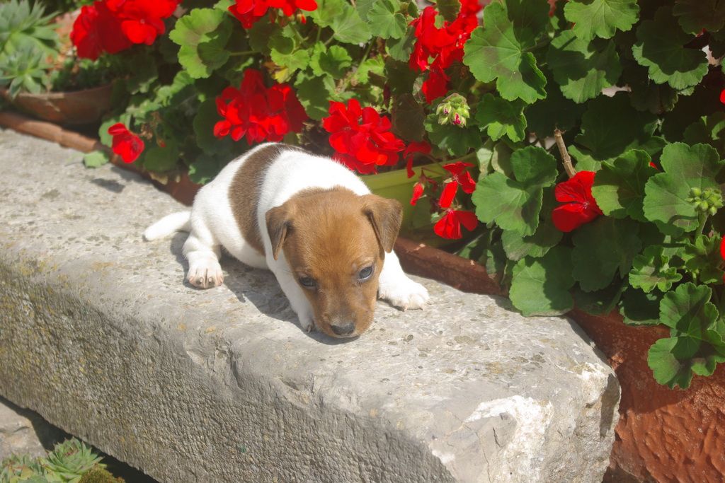 images/contenu/Chiots/jackrussel/004/9-jack_russel_9.jpg
