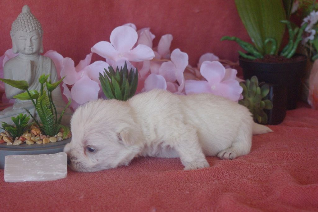images/contenu/Chiots/westie/007/9-westie_5.jpg