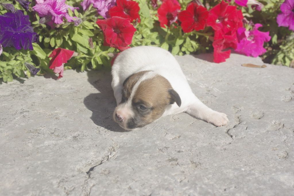 images/contenu/Chiots/jackrussel/005/9_jack_russel_5.jpg
