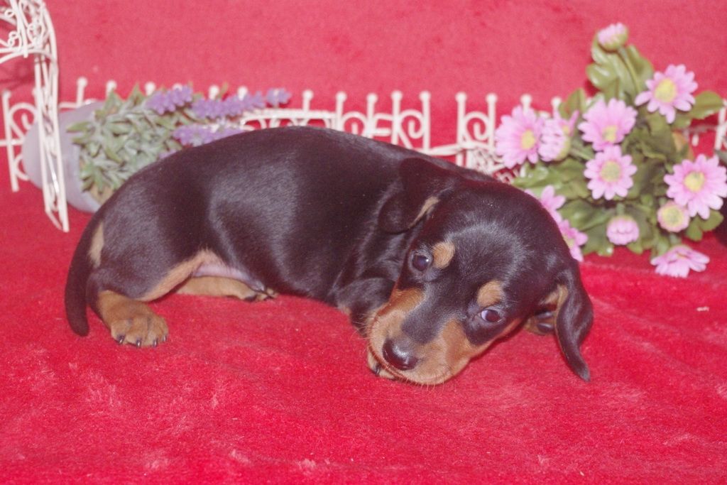 images/contenu/Chiots/teckel/004/teckel_001_5.jpg