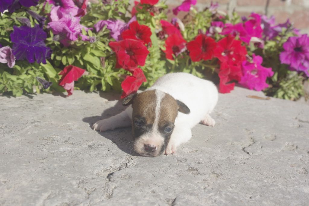 Les Chiens de la Bistade - jack russel 005