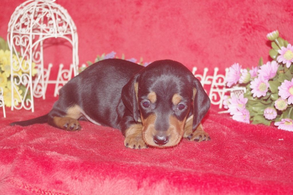 images/contenu/Chiots/teckel/004/teckel_001_4.jpg