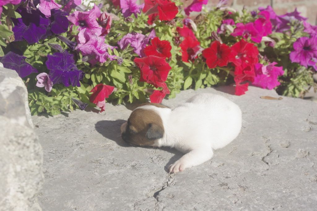 images/contenu/Chiots/jackrussel/005/9_jack_russel_3.jpg