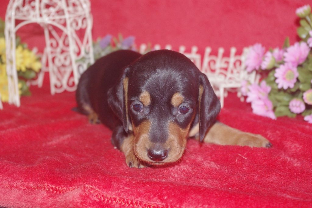images/contenu/Chiots/teckel/004/teckel_001_6.jpg