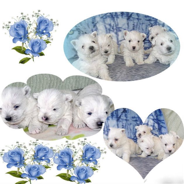 images/contenu/Chiots/westie/pasdechiots/westies_19.jpg