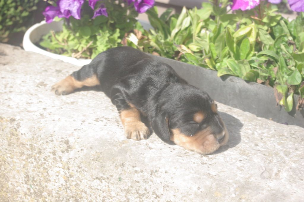 images/contenu/Chiots/Cocker/004/9-cocker_anglais_3.jpg